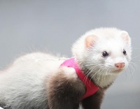 宠物貂好养吗？养宠物貂的注意事项，首先你不能买一只假的普通貂