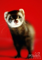 饲养宠物貂需要注意的几点