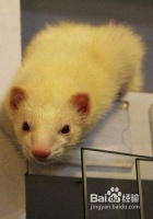 饲养宠物貂需注意四个特性