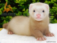 安格鲁宠物貂好养吗？怎么养呢？