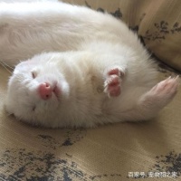 宠物貂价格多少？宠物貂价格贵不贵？