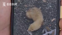 呆萌！宠物貂走失被误认“黄鼠狼” 上交到派出所