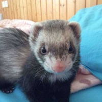 宠物貂适合家养吗？