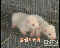 [每日农经]惹人喜爱的宠物貂(2011.4.7)