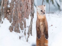 可萌宠大本营：想养宠物貂得你，了解过它的一切吗，来看看吧