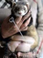 宠物貂竟然长了肿瘤，只是位置有点尴尬！