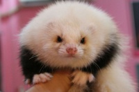 你真的会养宠物貂吗？不妨来了解一下