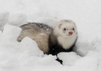 安哥鲁宠物貂之起源