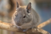 龙猫介绍 龙猫形态特征 龙猫分布范围