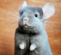 龙猫好养吗？龙猫饲养指南