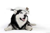 龙猫知识科普！龙猫属于鼠类吗？怎么养护