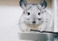 龙猫娇贵难养？掌握这几点要领，养龙猫更轻松