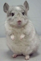 龙猫养宠小知识！