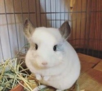 龙猫的正确打开方式：圆滚滚萌翻了，网友：好想戳戳它的大肚子