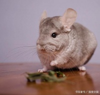 想养一只萌萌的龙猫，你需要知道这些知识点！