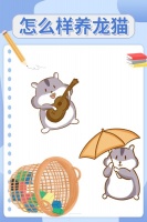 怎么样养龙猫？一篇搞定