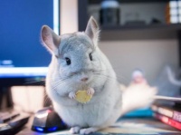 你绝对没见过这么呆萌的银斑龙猫，瞬间融化你的心！