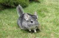 龙猫：用耐心成就可爱