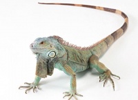 宠物蜥蜴，常见宠物蜥蜴