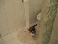 适合当宠物的巨蜥（适合当宠物的巨蜥品种）