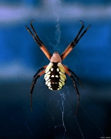 小埋养宠物：宠物蜘蛛怎么选？