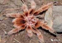 六种最常见最受欢迎的宠物蜘蛛