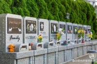 了解宠物殡葬行业 正视宠物殡葬服务