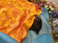 宠慕带你了解香港宠物殡葬行业，解密香港宠物火化