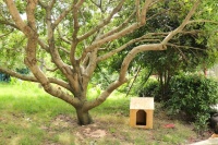 宠物殡葬有哪些方式？宠物土埋的方式还适合于现在吗？