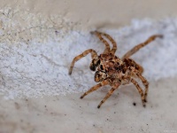 蜘蛛饲养指南：小巧可爱的八脚宠物！