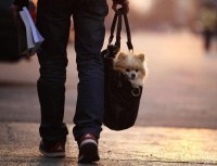 宠物火化宠物殡葬行业怎么样？前景看好实施不易