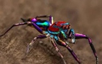 澳洲有一种色彩亮丽蜘蛛，体长约5毫米迷你生物，是蛛界萌宠担当