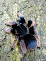 【图片】分享一下本人对蜘蛛宠物的认知，如有错误，请指出