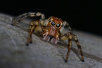 宠物蜘蛛，想养小众宠物，不妨考虑它们