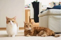 宠物去世有什么殡葬方式？什么方式更好一些？