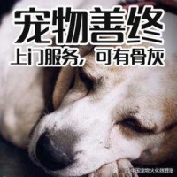 深圳专业宠物殡葬 宠物丧葬服务 宠物火化殡仪服务