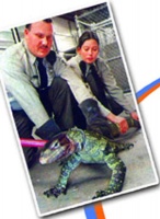 美国七条家养宠物蜥蜴发威 吃主人肉充饥(附图)