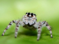 猫咪狗狗你养腻了吗，手把手教你宠物蜘蛛应该怎么养？