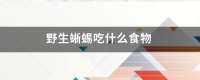 野生蜥蜴吃什么食物