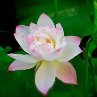 如何喂养宠物蜥蜴