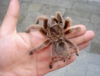 宠物蜘蛛能养吗？