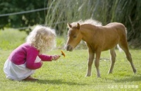 你有想过用马来当宠物吗？这里为你介绍宠物马的具体相关知识