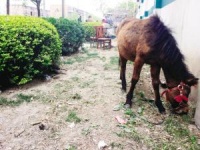 大爷花万元买宠物马 牵到绿化带溜达啃光嫩草