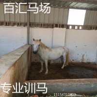 泰安市宠物马纯种矮马淘宝矮马