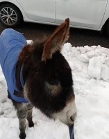女子把驴带上高速，到服务站会下车溜驴，当事人：养了就要负责！
