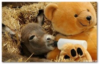 身高70厘米的迷你驴，澳洲最受欢迎新宠，究竟是个什么样的存在？