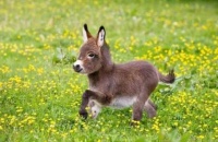 迷你宠物驴，身高只有几十厘米