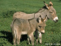 萌宠家族再添一员，比猫咪还可爱新晋网红，迷你驴，你知道吗