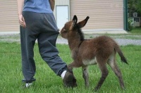 迷你驴风靡澳洲，一只售价竟达5万，身高也只有70公分却萌出血