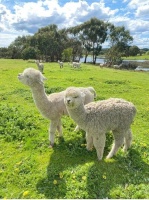 萌宠世界探险：带你畅游户外萌宠乐园！